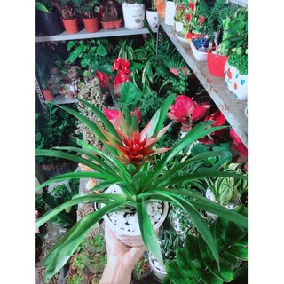 Chậu Cây Phong Lộc Hoa