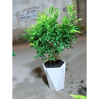 Chậu Cây Nguyệt Quế Size Lớn