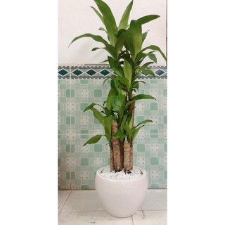 Chậu Cây Thiết Mộc Lan Cao 1m