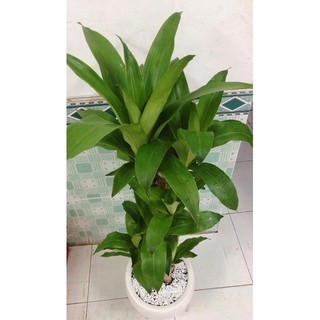 Chậu Cây Thiết Mộc Lan Cao 1m