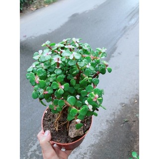 Cây Đô La Thân Cổ Thụ