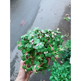 Cây Đô La Thân Cổ Thụ