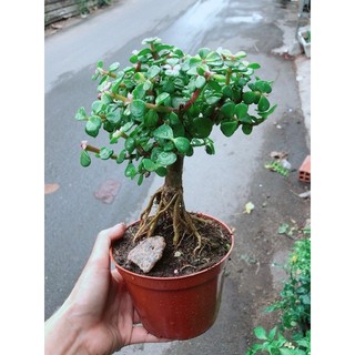 Cây Đô La Thân Cổ Thụ