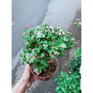 Cây Đô La Thân Cổ Thụ
