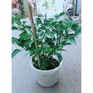 Chậu Ớt Kiểng Trái Tim Hàng Đẹp