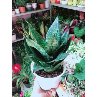 Lưỡi Hổ Thái Xanh