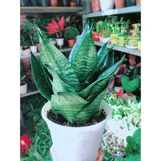 Lưỡi Hổ Thái Xanh