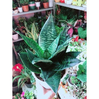 Lưỡi Hổ Thái Xanh