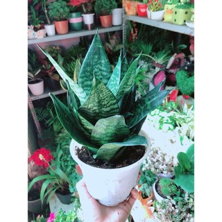 Lưỡi Hổ Thái Xanh