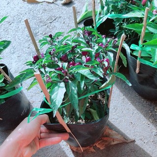 Ớt Tím Kiểng Như Hình