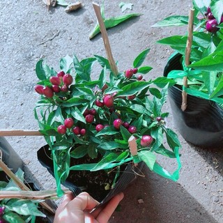Ớt Tím Kiểng Như Hình