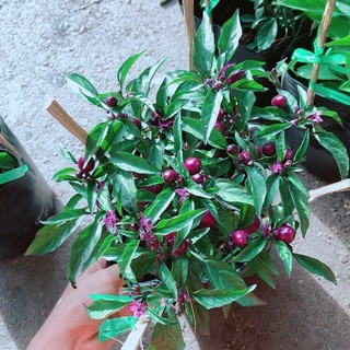 Ớt Tím Kiểng Như Hình