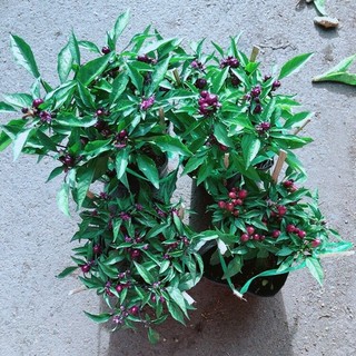 Ớt Tím Kiểng Như Hình