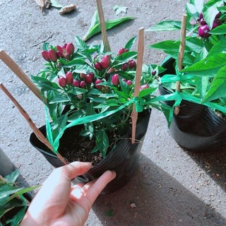 Ớt Tím Kiểng Như Hình