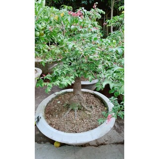 Chậu Cây Khế Lớn Chỉ Giao Hoả Tốc