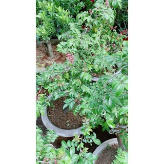 Chậu Cây Khế Lớn Chỉ Giao Hoả Tốc