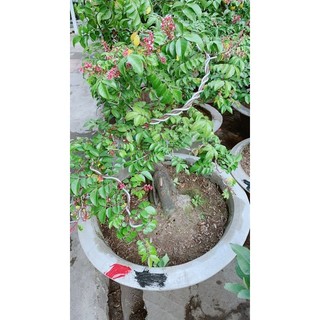 Chậu Cây Khế Lớn Chỉ Giao Hoả Tốc