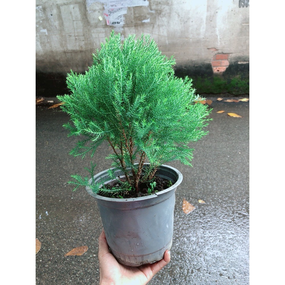 Tùng Bồng Lai