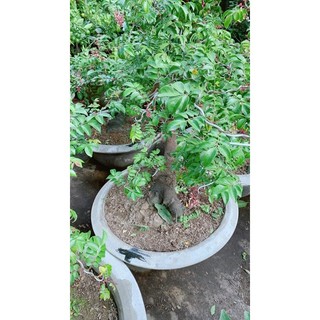 Chậu Cây Khế Lớn Chỉ Giao Hoả Tốc