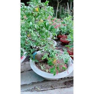 Chậu Cây Khế Lớn Chỉ Giao Hoả Tốc