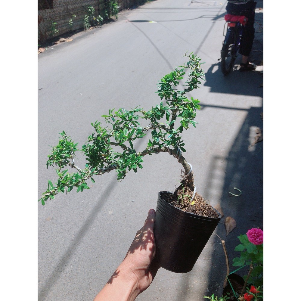 Cây Linh Sam Bonsai