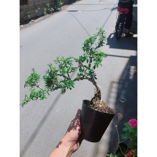 Cây Linh Sam Bonsai