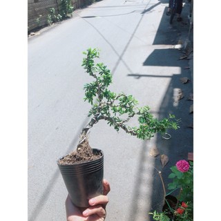Cây Linh Sam Bonsai