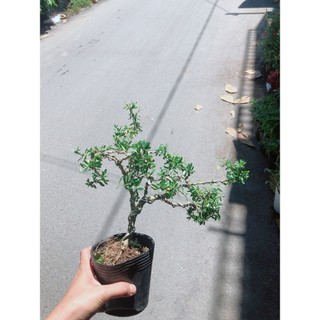 Cây Linh Sam Bonsai