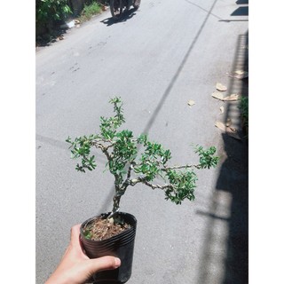 Cây Linh Sam Bonsai