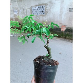 Cây Khế Bonsai