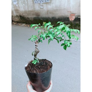 Cây Khế Bonsai
