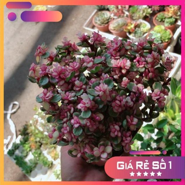Cây đô la hồng giống mới