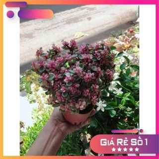Cây đô la hồng giống mới