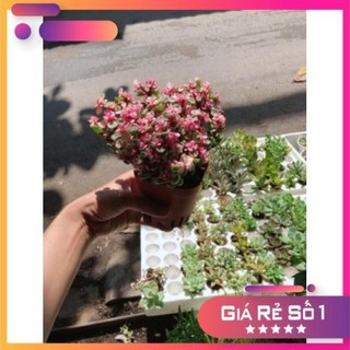 Cây đô la hồng giống mới