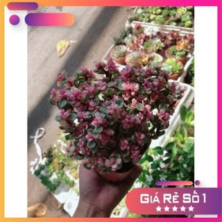 Cây đô la hồng giống mới