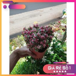 Cây đô la hồng giống mới