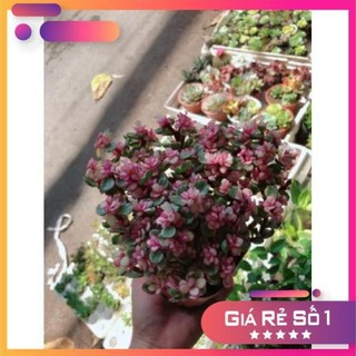 Cây đô la hồng giống mới