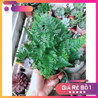 Cây Dương Sỉ Nhật Để Bàn