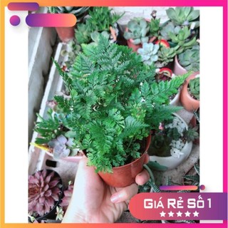 Cây Dương Sỉ Nhật Để Bàn