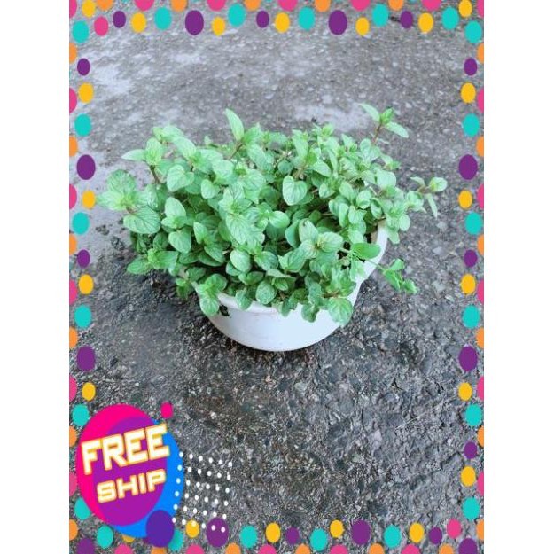 Cây Bạc Hà Doubemint