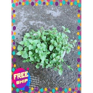Cây Bạc Hà Doubemint