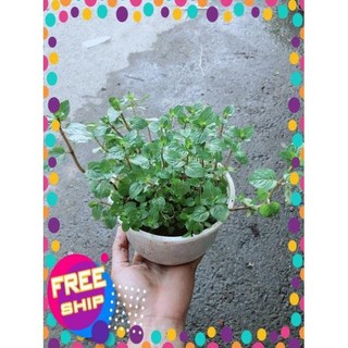 Cây Bạc Hà Doubemint
