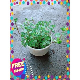 Cây Bạc Hà Doubemint
