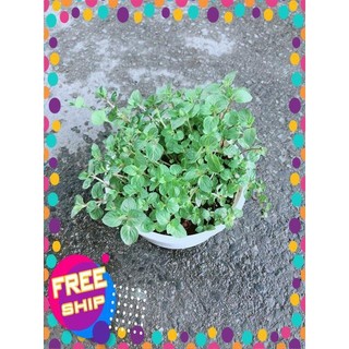 Cây Bạc Hà Doubemint