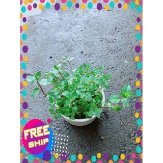 Cây Bạc Hà Doubemint
