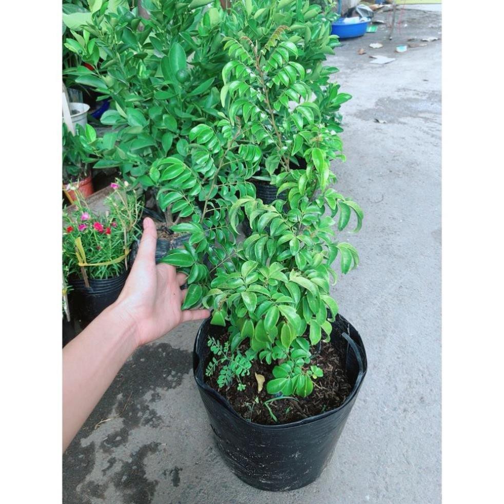 Cây Khế Nhiều Trái To