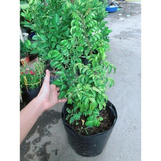 Cây Khế Nhiều Trái To