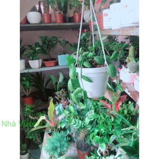 Chậu Cây Treo Mini