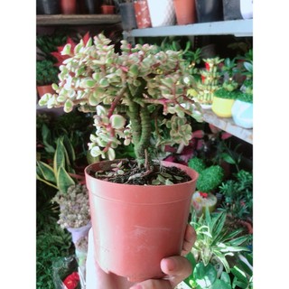 Cành Vàng Lá Ngọc Thân Cổ Thụ