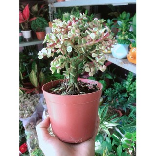 Cành Vàng Lá Ngọc Thân Cổ Thụ